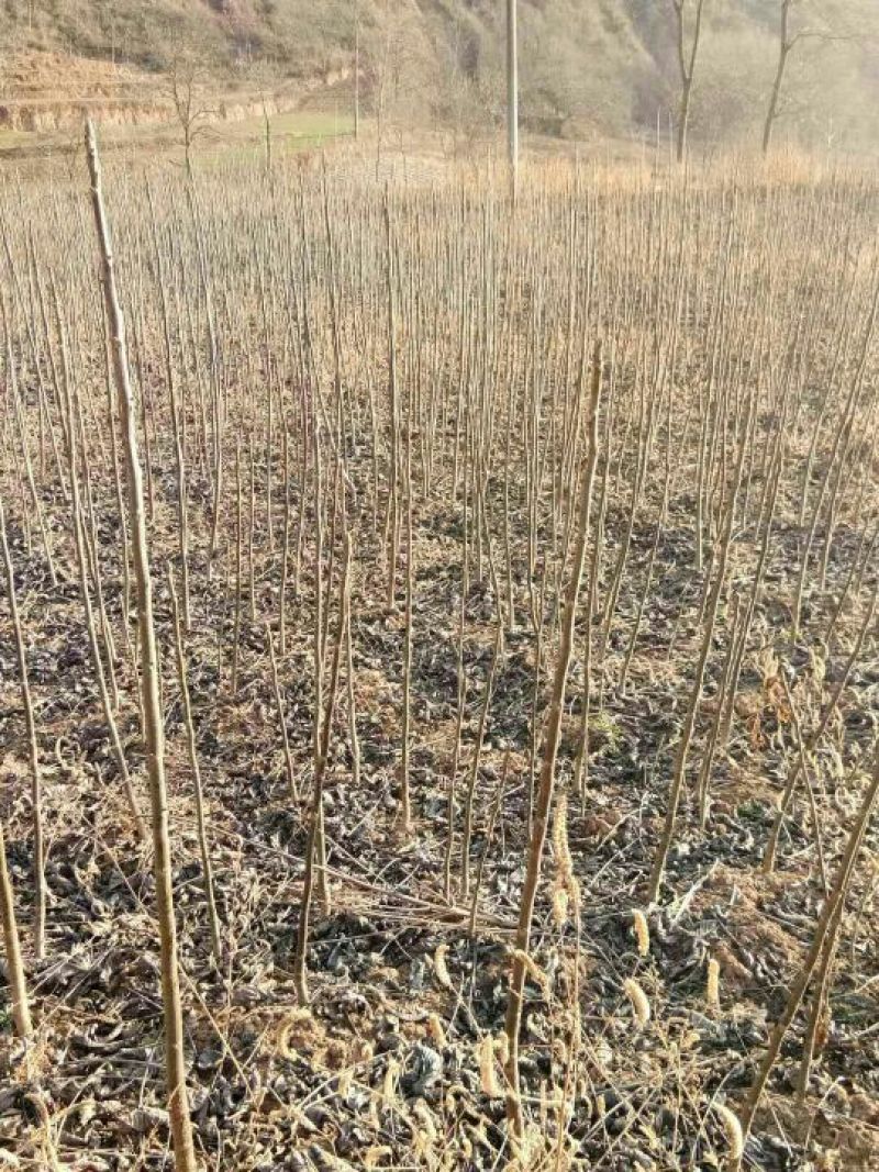 核桃苗2~3年150~200cm