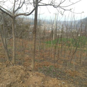 核桃苗2~3年150~200cm
