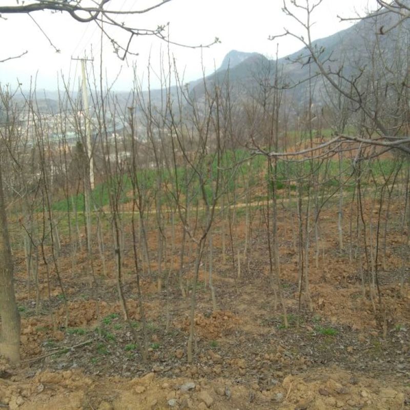 核桃苗2~3年150~200cm