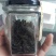 桑芽茶～～桑叶茶一瓶35元3瓶100元包邮