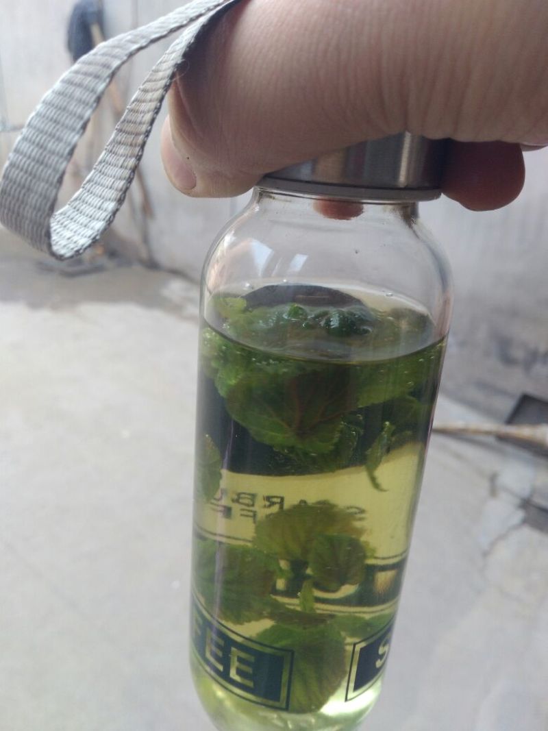 桑芽茶～～桑叶茶一瓶35元3瓶100元包邮