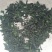 桑芽茶～～桑叶茶一瓶35元3瓶100元包邮