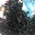 桑芽茶～～桑叶茶一瓶35元3瓶100元包邮