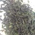 桑芽茶～～桑叶茶一瓶35元3瓶100元包邮