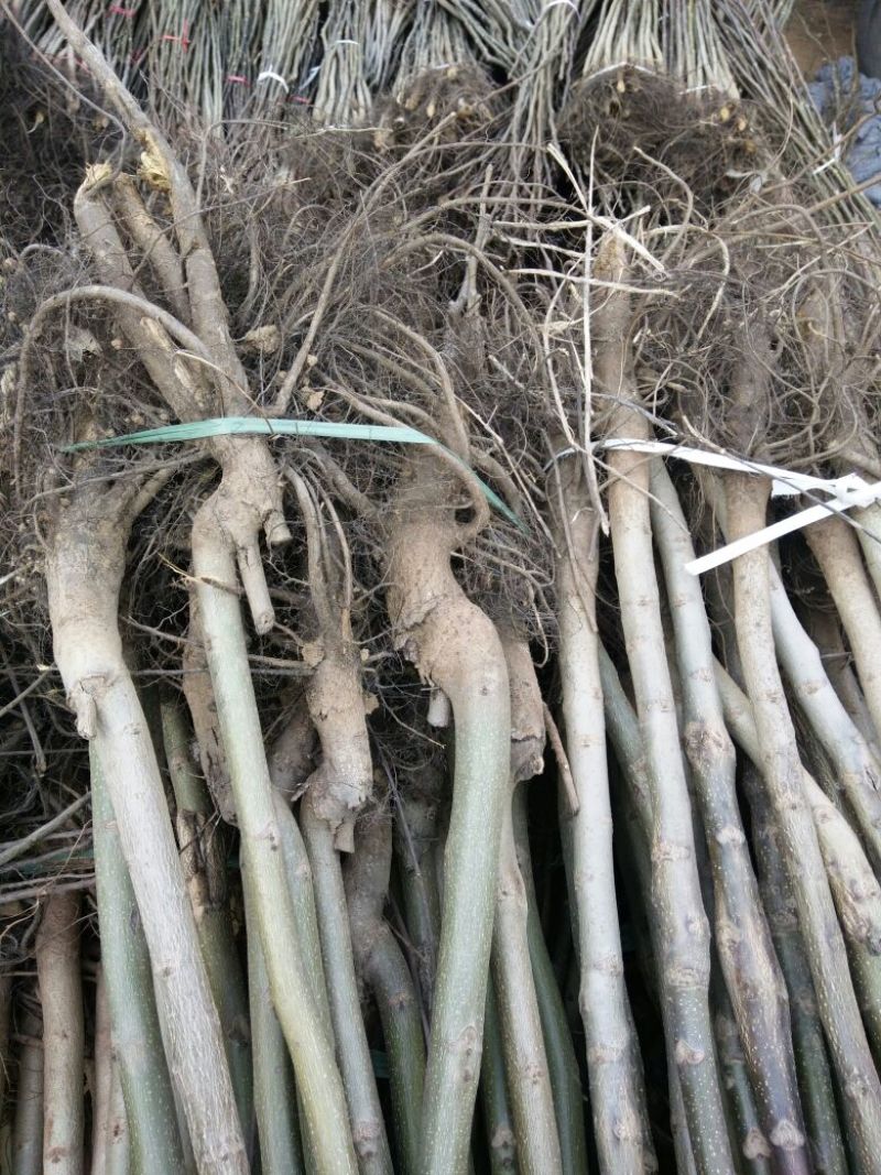 核桃苗100~150cm1~2年