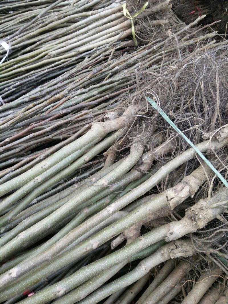 核桃苗100~150cm1~2年