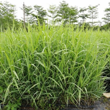 【基地直销】芦竹苗进口芦竹种苗量大从优