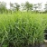 【基地直销】芦竹苗进口芦竹种苗量大从优