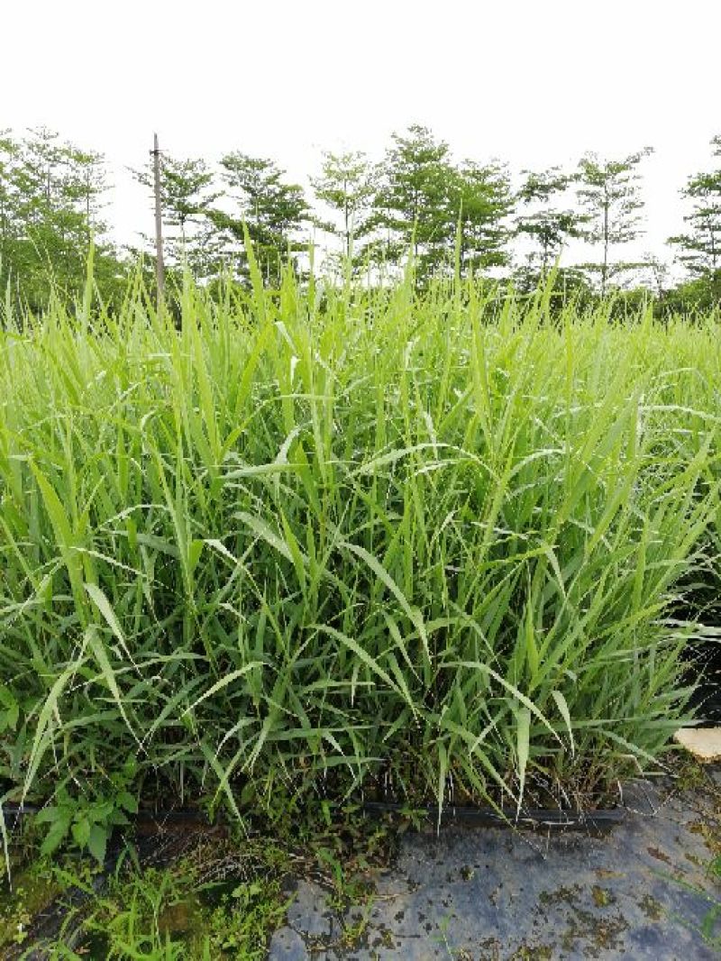 【基地直销】芦竹苗进口芦竹种苗量大从优