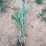 【基地直销】芦竹苗进口芦竹种苗量大从优