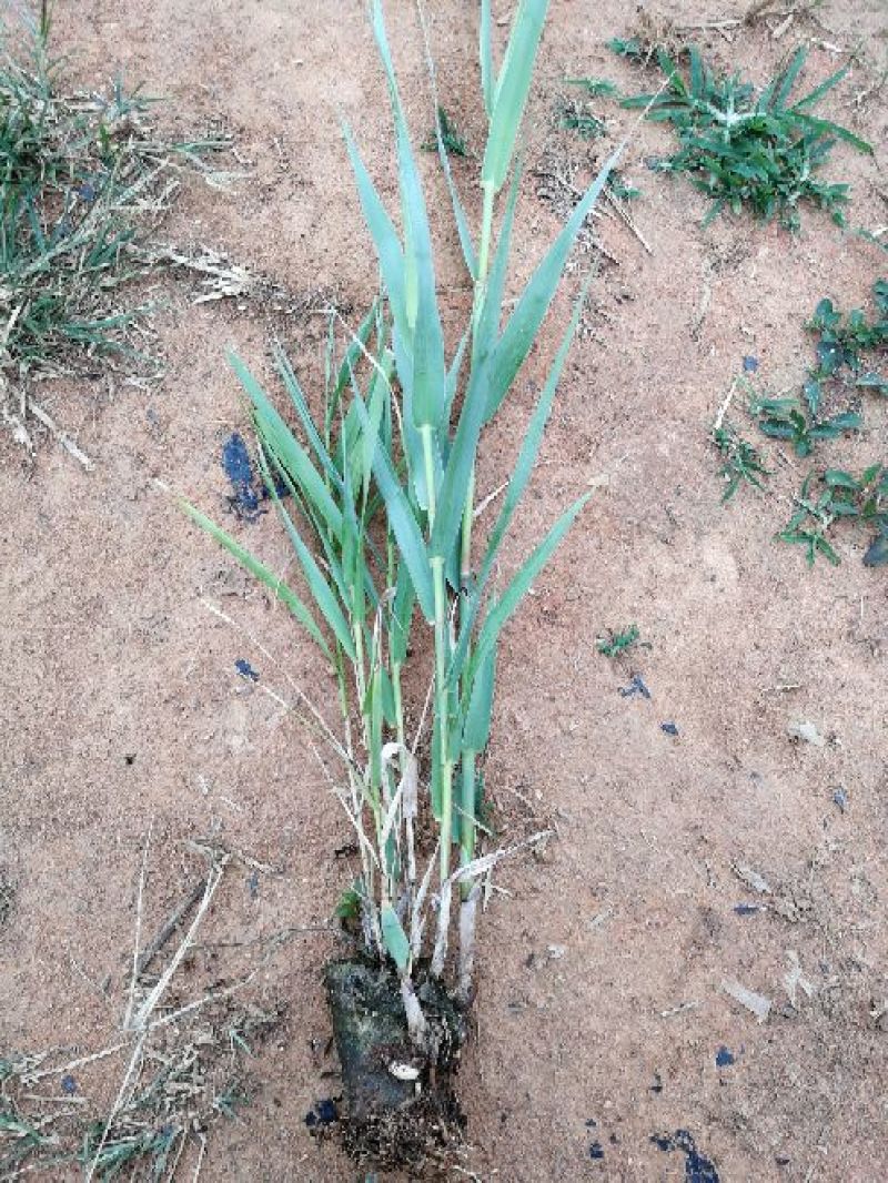 【基地直销】芦竹苗进口芦竹种苗量大从优