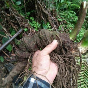 广西来宾市金秀县大瑶山七叶一支花