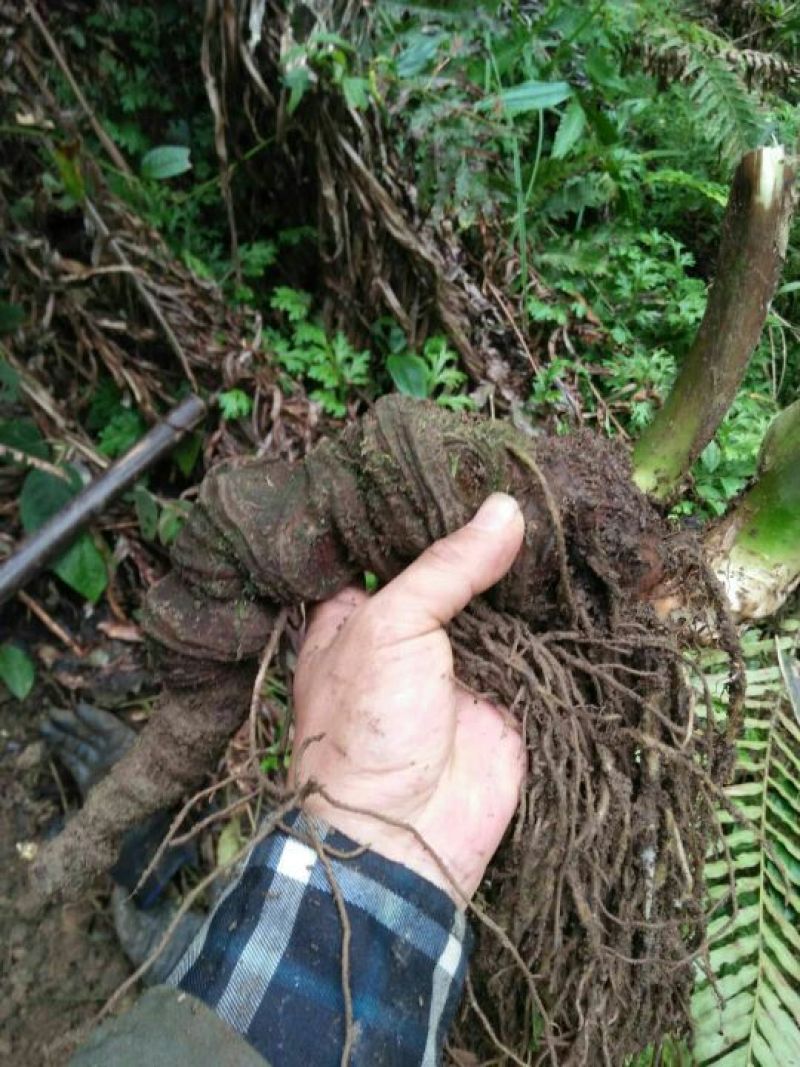 广西来宾市金秀县大瑶山七叶一支花
