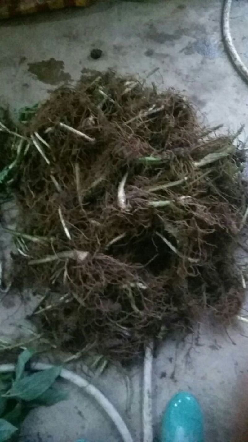 广西来宾市金秀县大瑶山七叶一支花