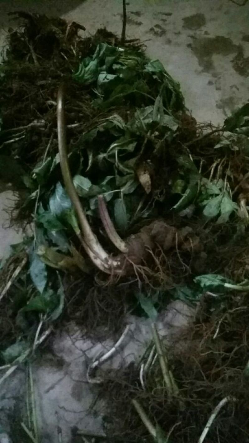 广西来宾市金秀县大瑶山七叶一支花