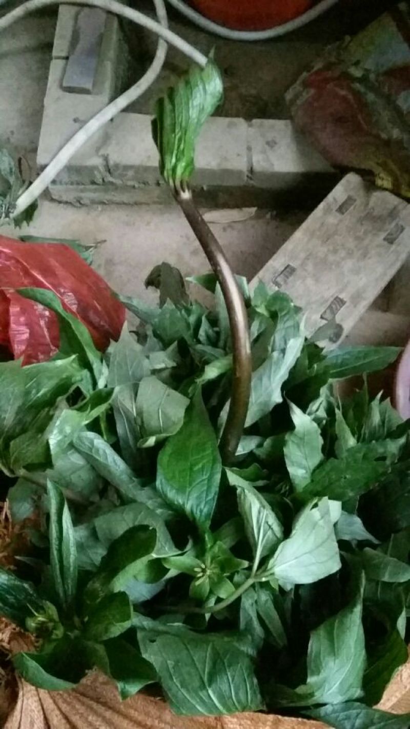 广西来宾市金秀县大瑶山七叶一支花