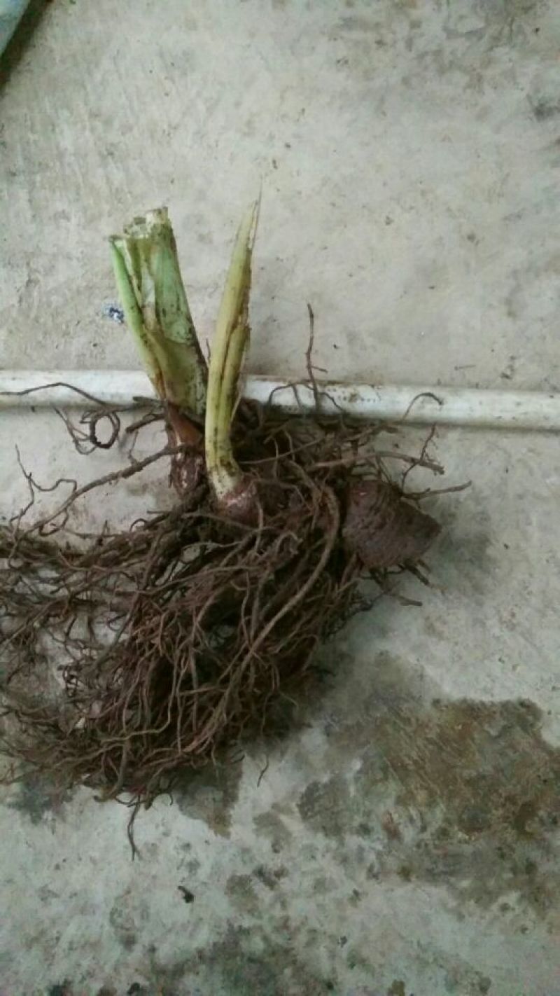 广西来宾市金秀县大瑶山七叶一支花