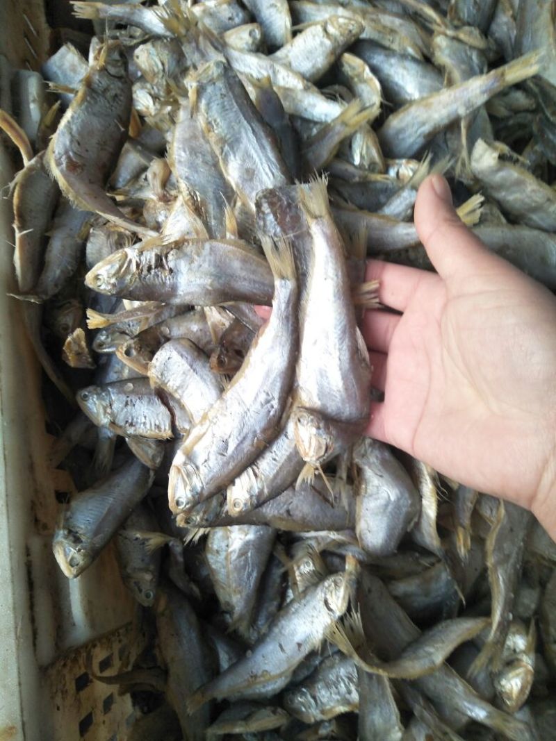 马口鱼
