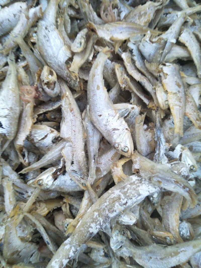 马口鱼
