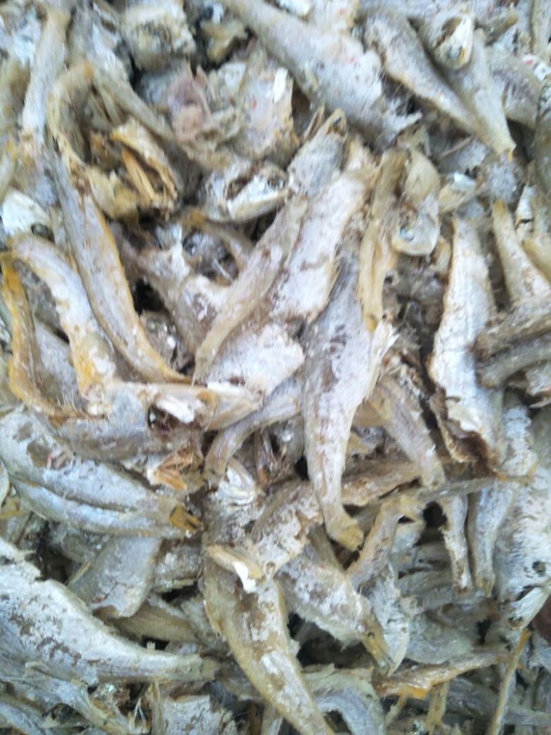 马口鱼