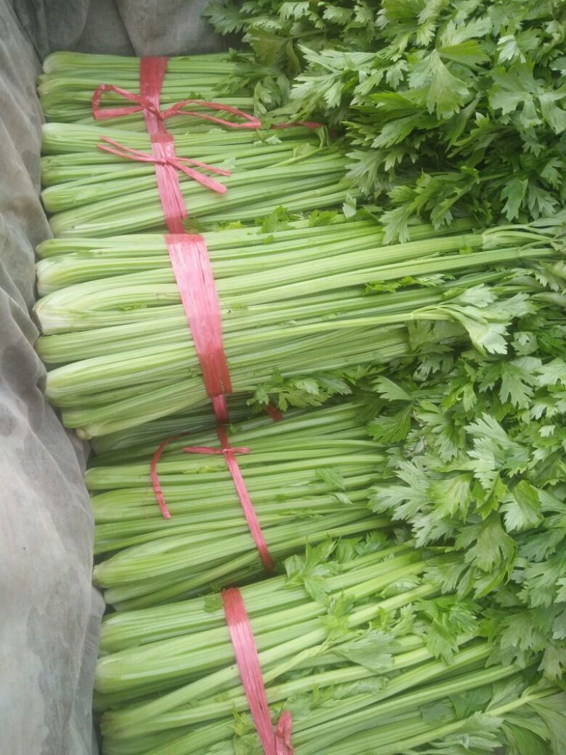 河北精品西芹，黄亮，中粗，诚信专业代发全国