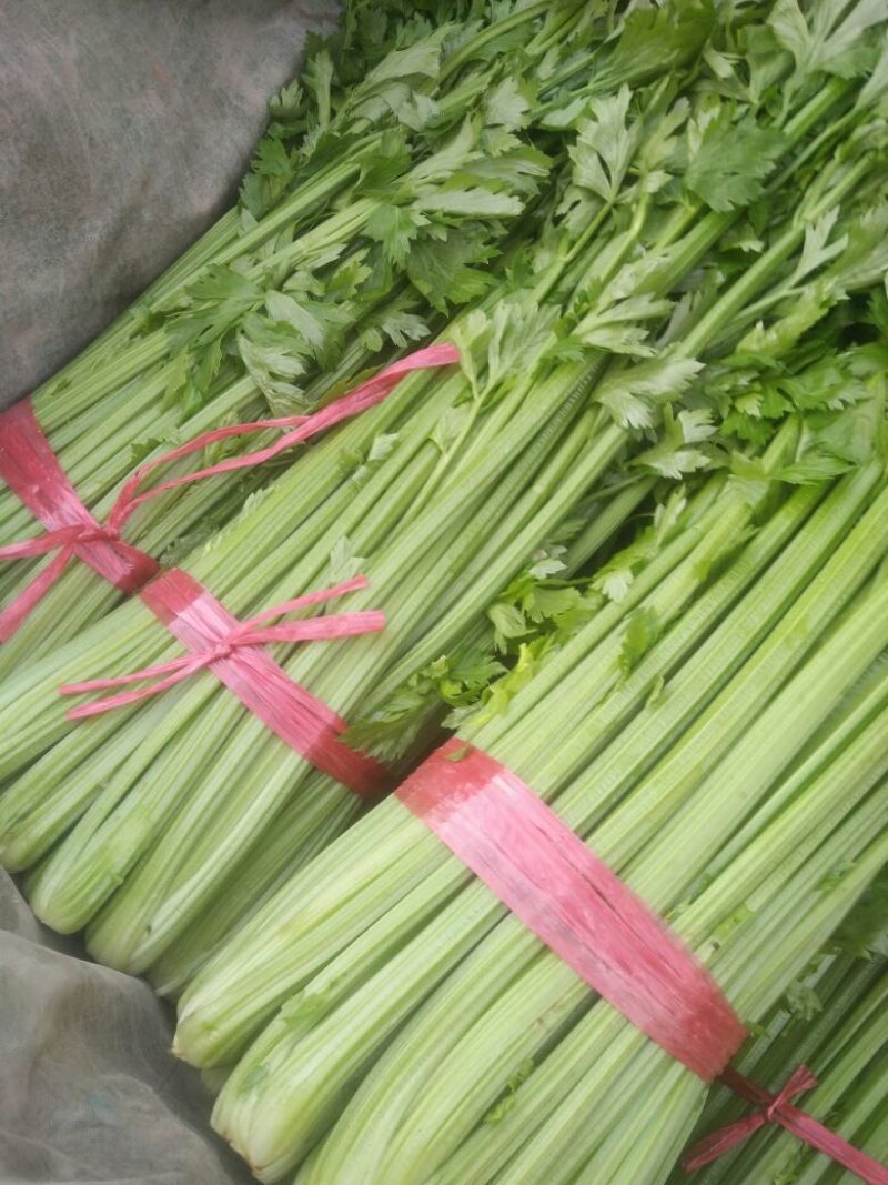 河北精品西芹，黄亮，中粗，诚信专业代发全国