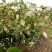 青枣苗50~80cm