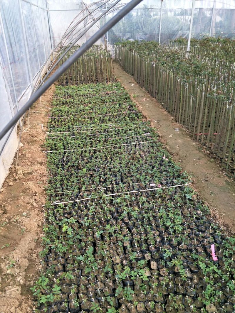 树状月季1米一上，纬度2公分至5公分