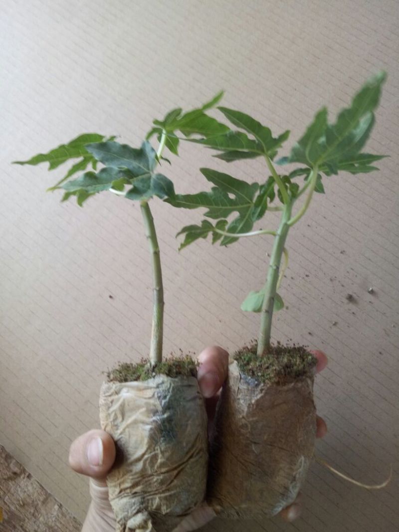 木瓜树苗红肉水果木瓜苗