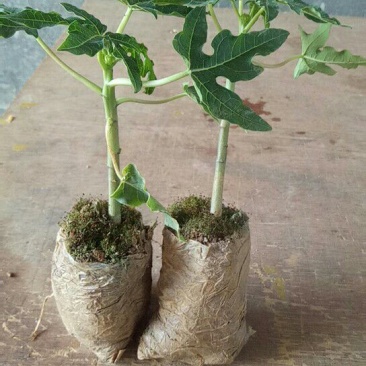木瓜树苗红肉水果木瓜苗