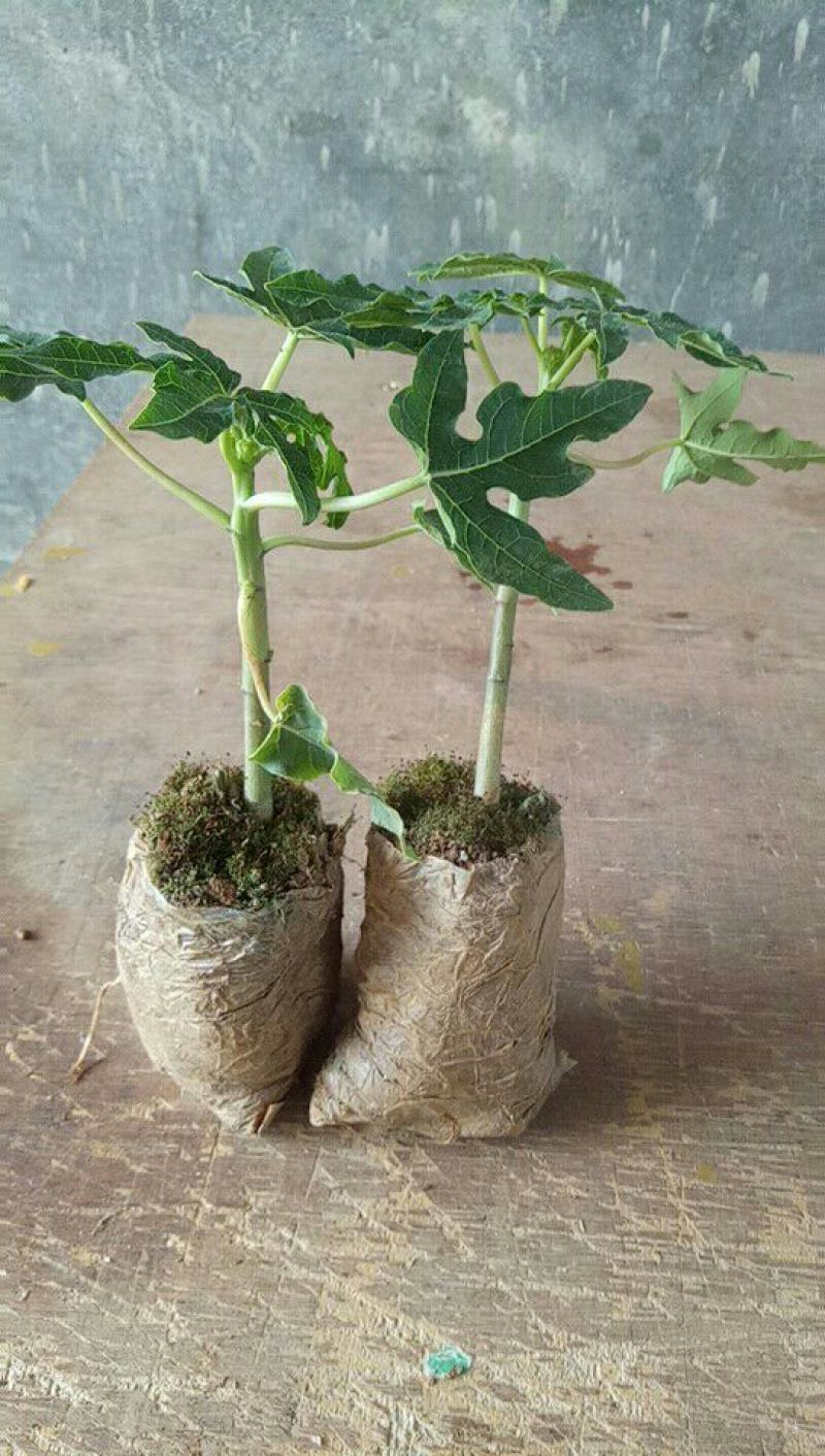 木瓜树苗红肉水果木瓜苗
