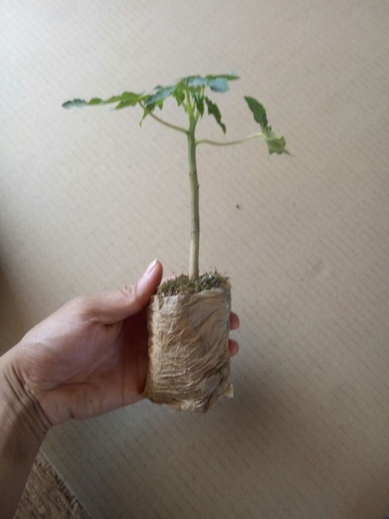 木瓜树苗红肉水果木瓜苗