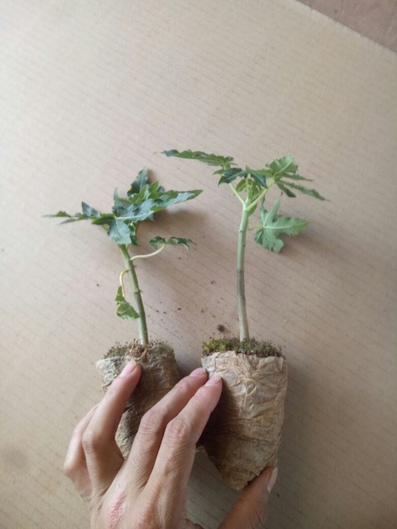 木瓜树苗红肉水果木瓜苗