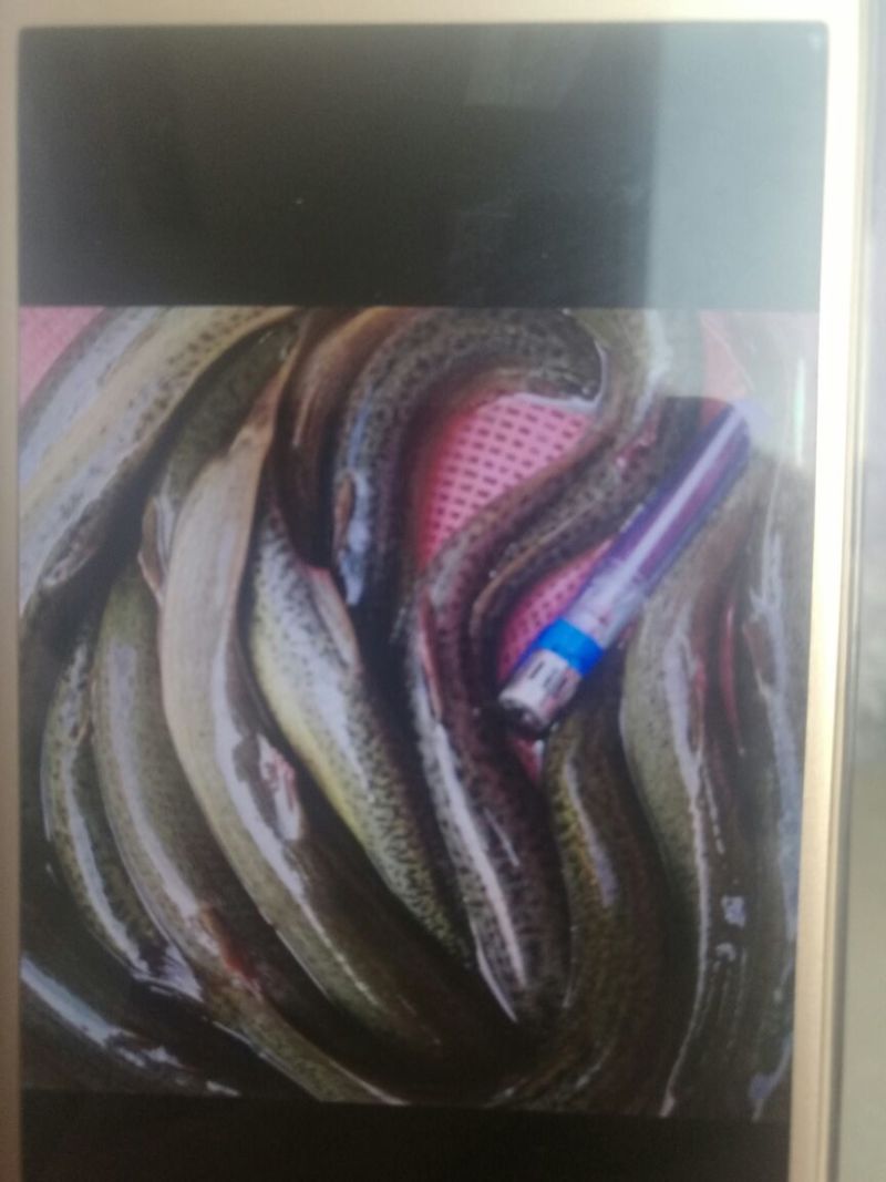 方正银鲫鱼苗