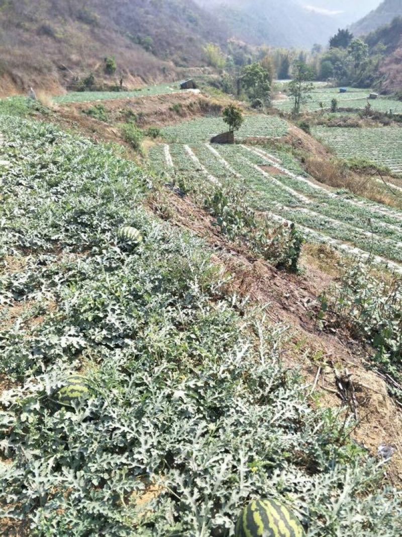 甜王西瓜4斤打底8成熟1茬