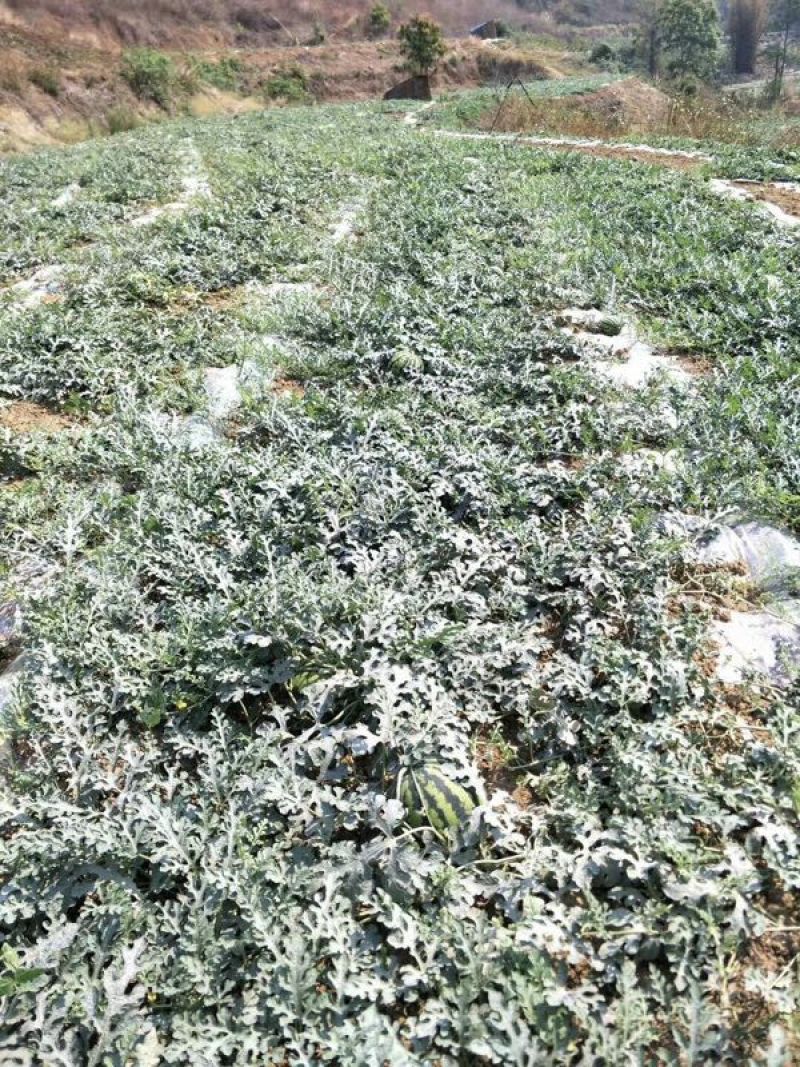 甜王西瓜4斤打底8成熟1茬