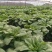 莴苣1.5~2斤40~50cm