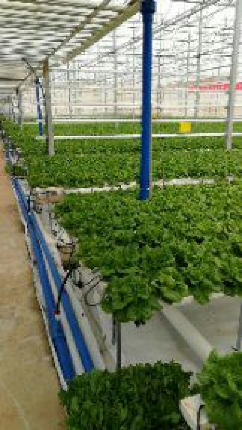 生菜3两以上，泡沫箱装，精品靓菜大利，欢迎商超订购合作
