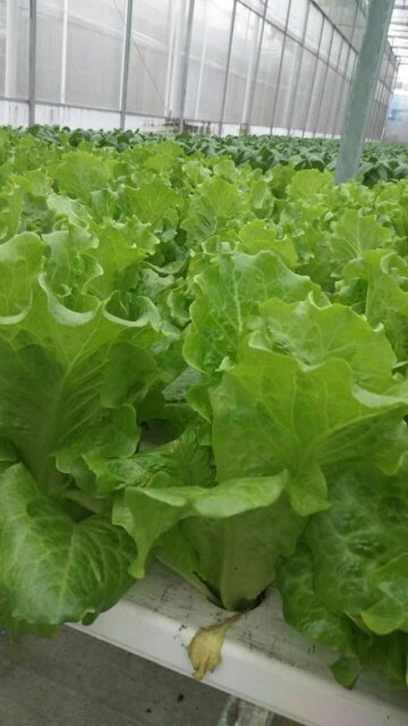 生菜3两以上，泡沫箱装，精品靓菜大利，欢迎商超订购合作