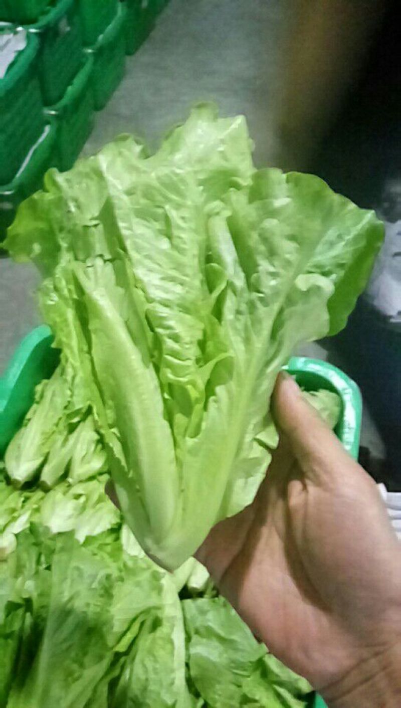 生菜3两以上，泡沫箱装，精品靓菜大利，欢迎商超订购合作