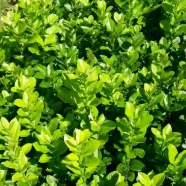 香橼树苗80~100cm