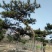 造型松12公分