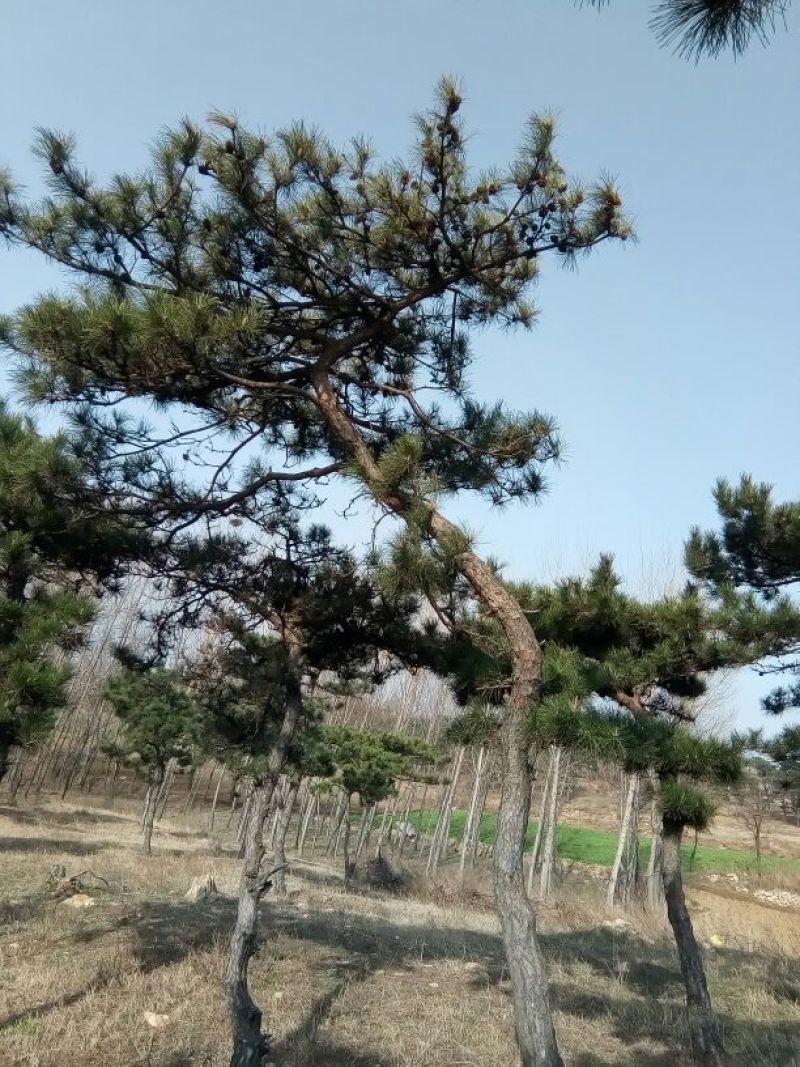 造型松12公分