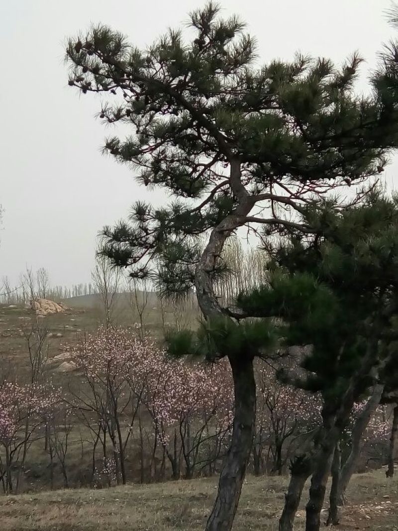 造型松12公分