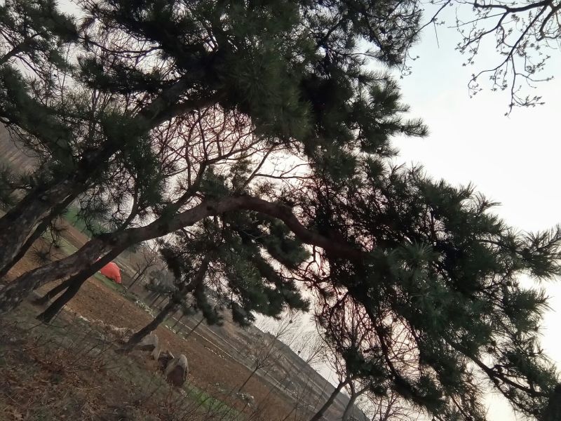 造型松12公分
