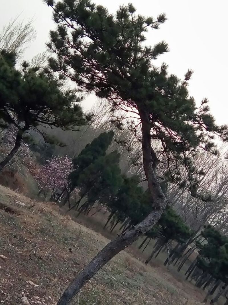 造型松12公分