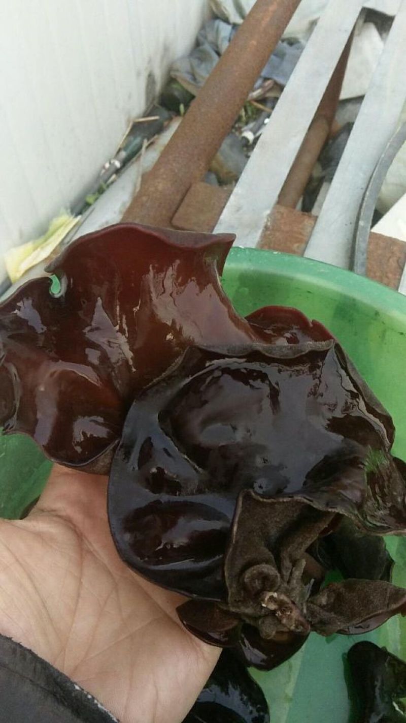 毛木耳一手货源，厂家直销，产地直发，泡发率高