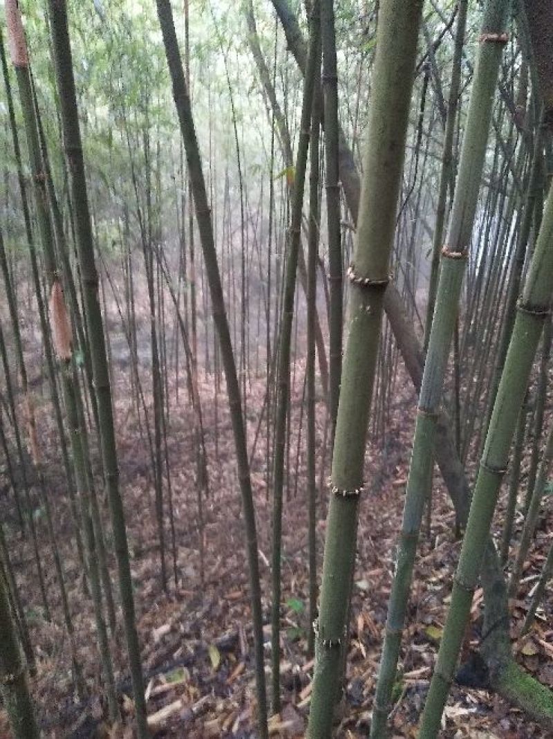 方竹1~2m