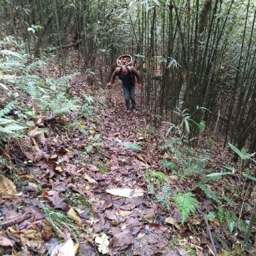 方竹1~2m