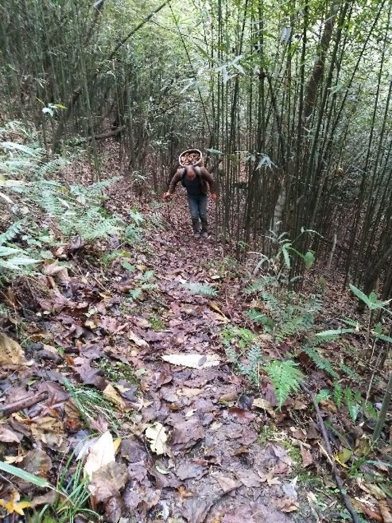 方竹1~2m